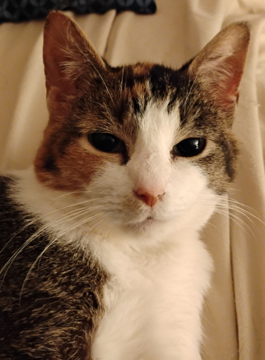 My Cat